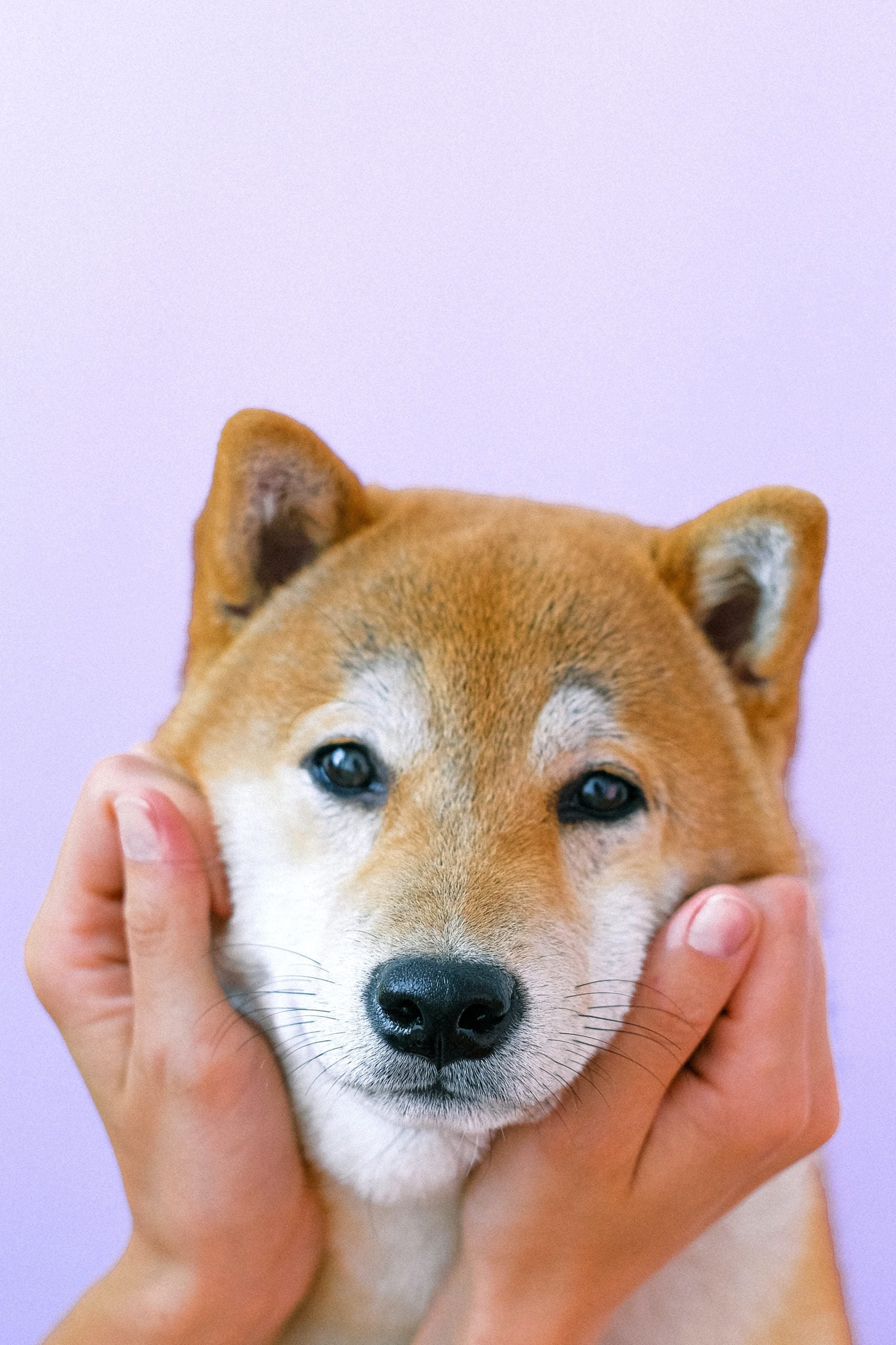 Shiba Inu, coin or canine craze? – Oliver Pet Care Solutions Pvt Ltd