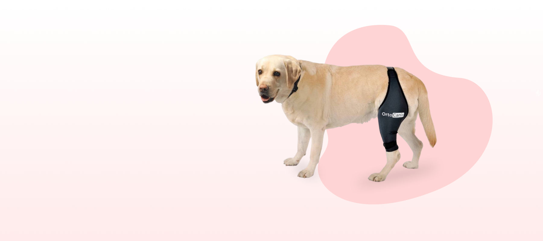 Labrador wearing Orto Canis  bandage on a pink background