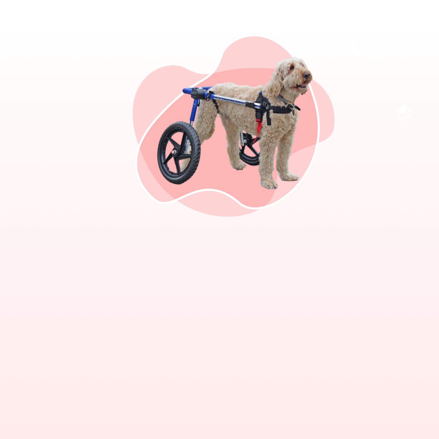 dog wheel cart online ready to use