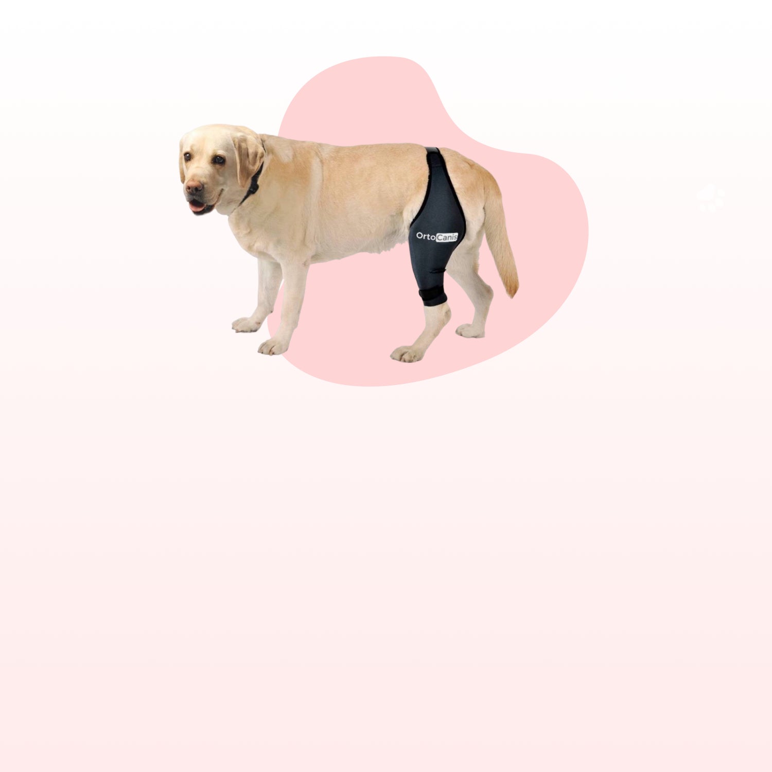 canine rehabilitation aid