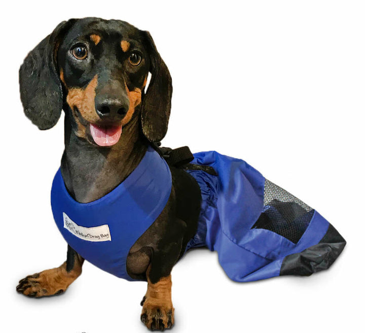 dachshund dog paralysis