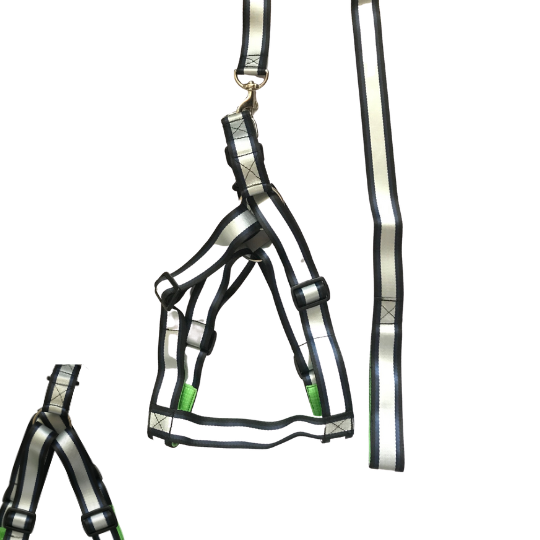 silver leash and harness