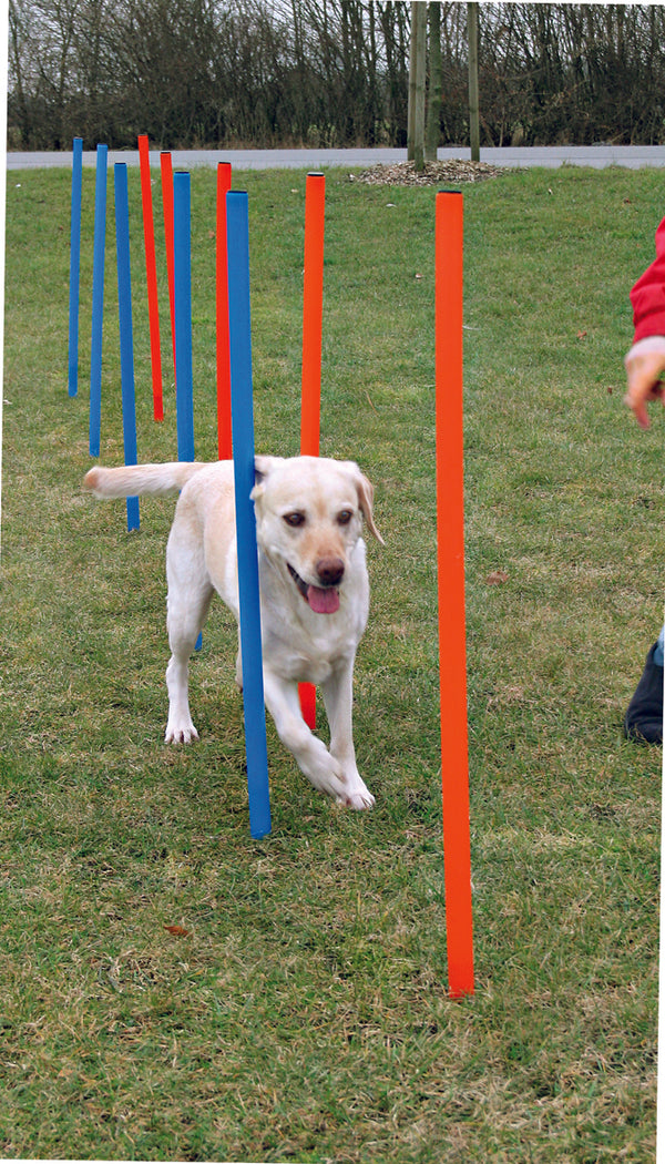 agility slalom