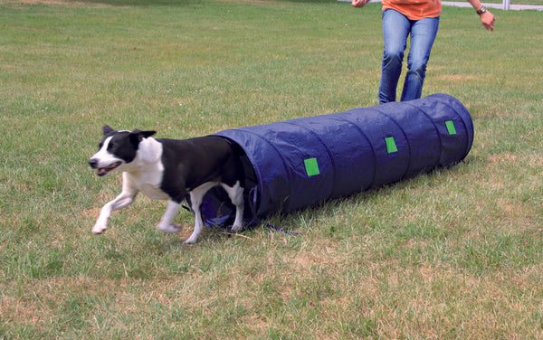 A dog emerging from a blue agility sack tunnel set up on grass, with a person partially visible in the background.