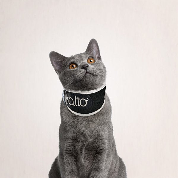 cat with a no lick collar