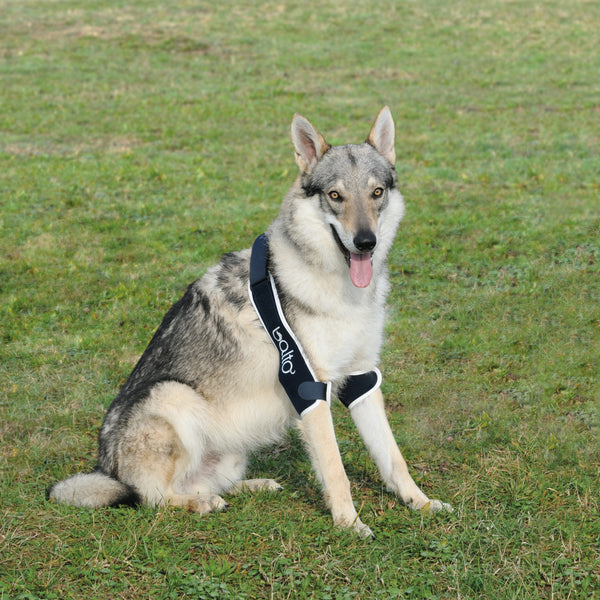 elbow brace for dogs