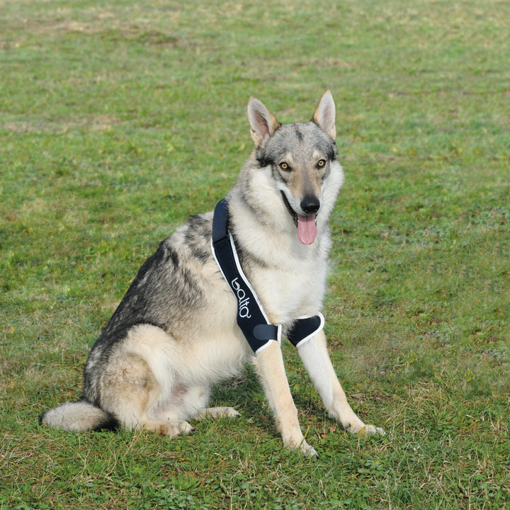 elbow brace for dogs