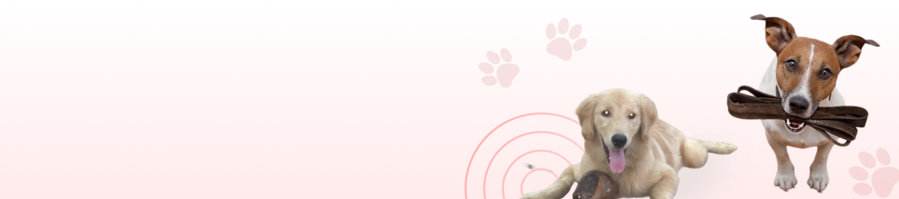 dog information blog 