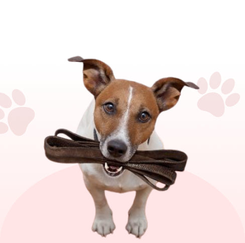 Dog blogger 
