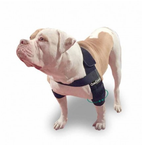 bursitis and hygromas for dogs