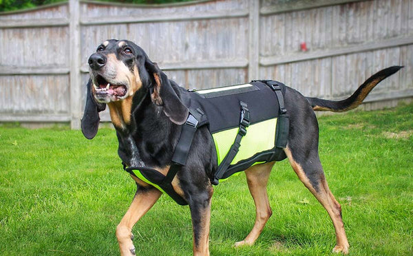 hound dog spine support
