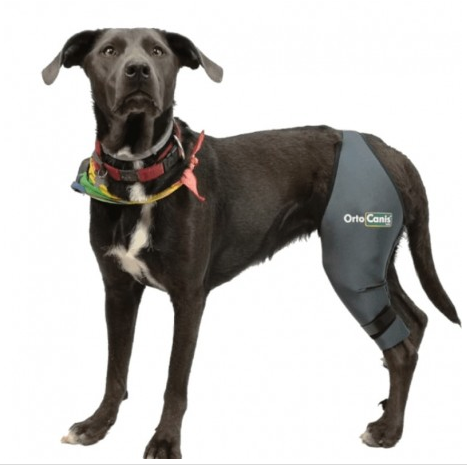 dog knee brace