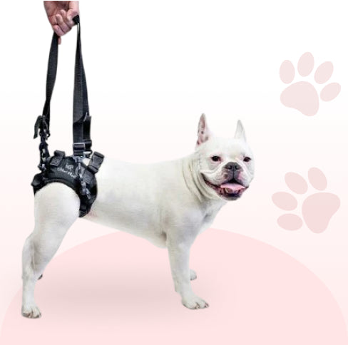 hind limb rehab aid for senior dogs