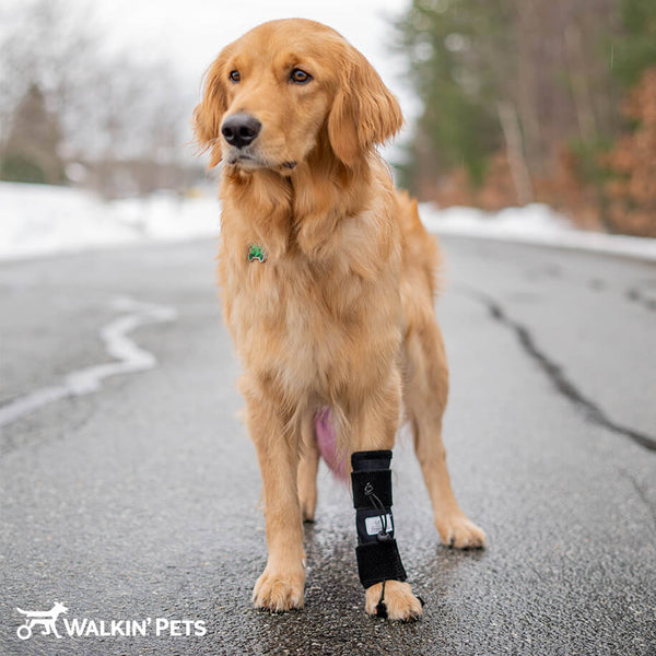 Walkin' Pets Front No Knuckle Training Sock for Dogs