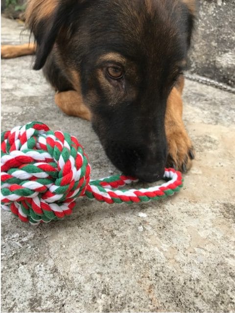 cotton dog toy