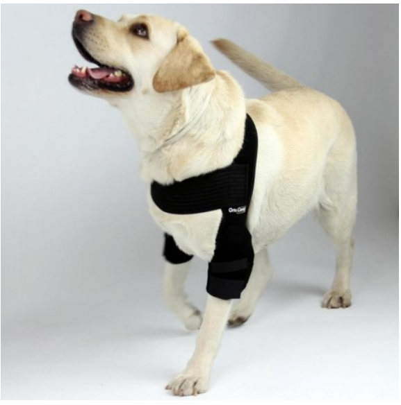 labrador elbow pads india