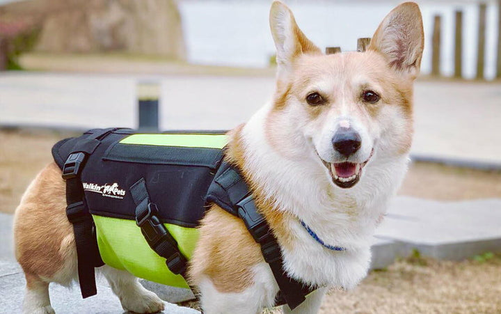 corgi back support