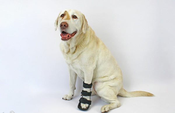 front leg splint for labradors