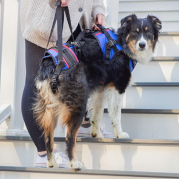 full lift dog harness in India