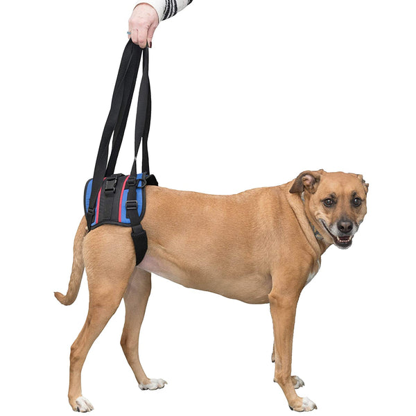 back support for dog hip dysplasia