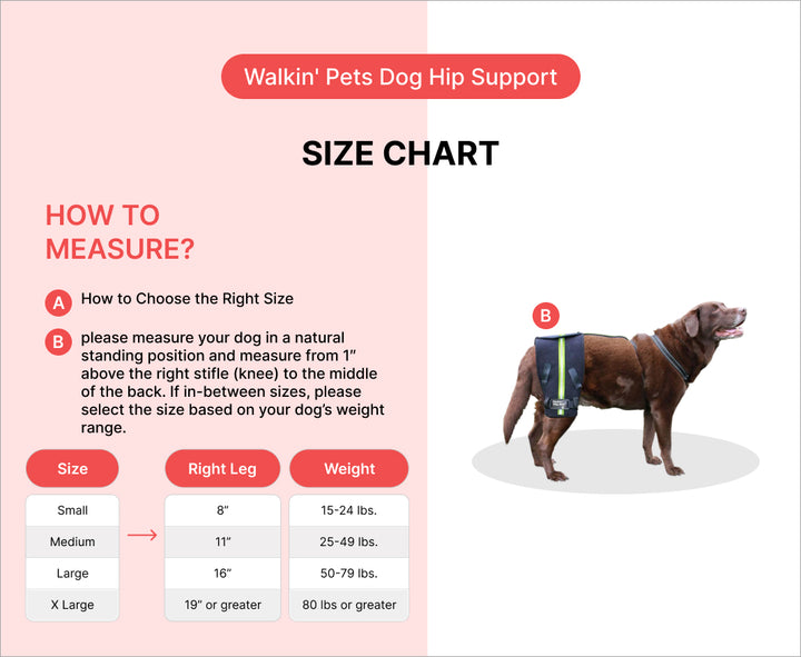 hip and spine support aid for dogs with dysplasia and spinal disorders ready to use