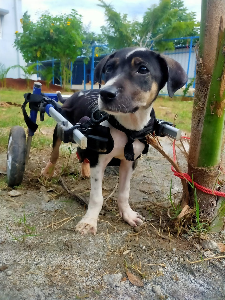 small dog wheelchair