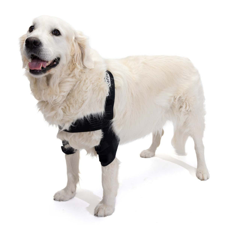 elbow dysplasia in dogs