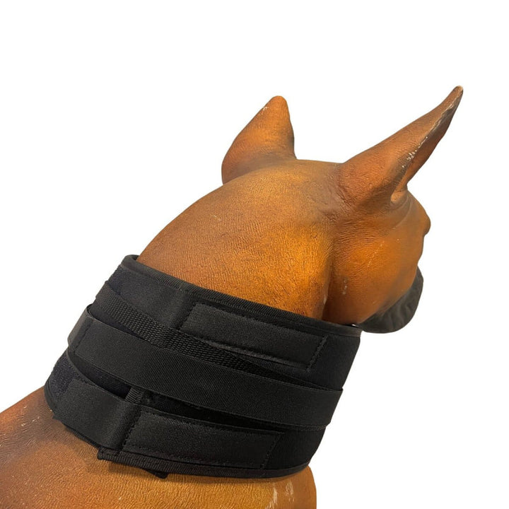 Black dog muzzle on a white background