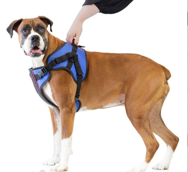 front lift harness for dogs