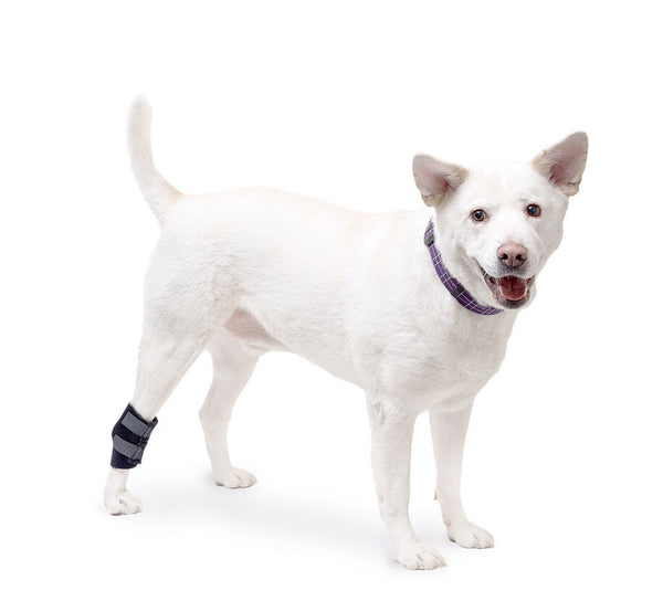 dog ankle wrap India