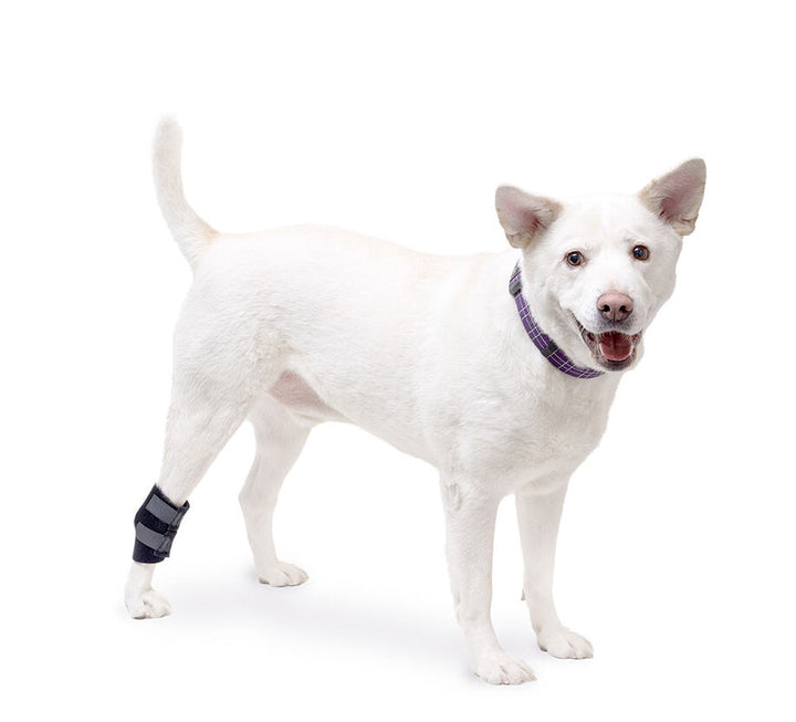 dog ankle wrap India