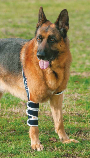 shoulder stabiliser for dogs