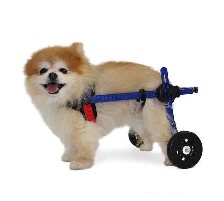 wheelchair for puppy online India
