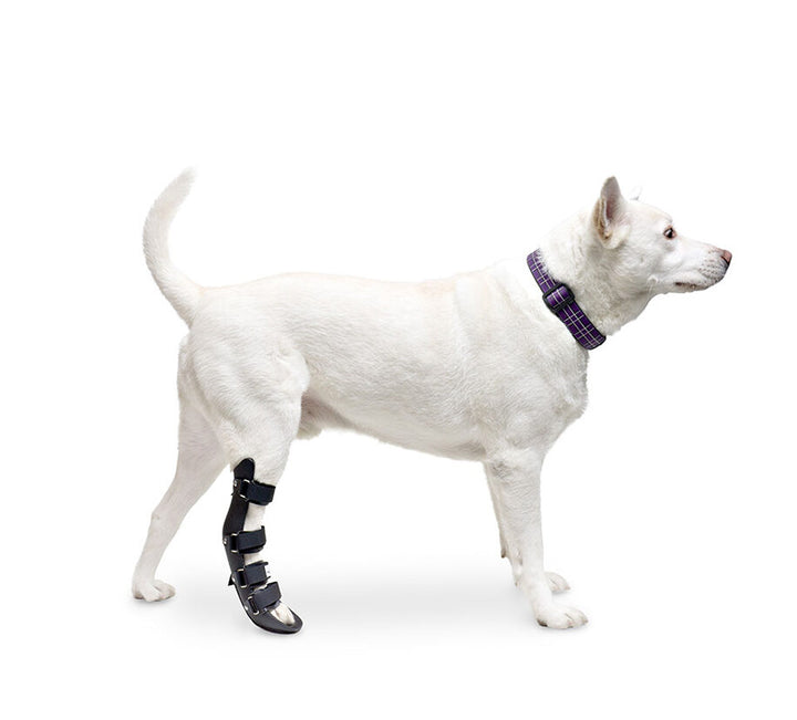 dog rear leg splint