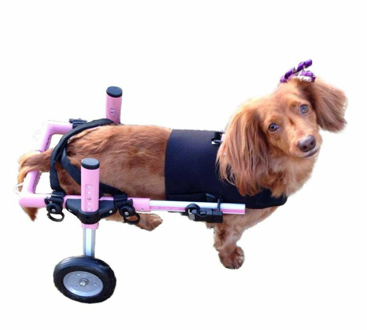 small front harness for dogs