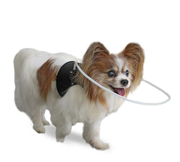 old blind dog