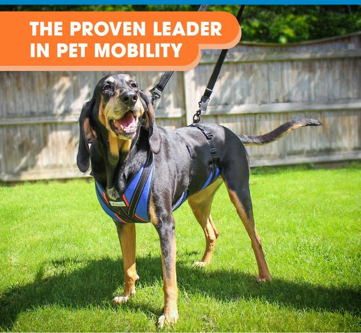 pet mobility harness