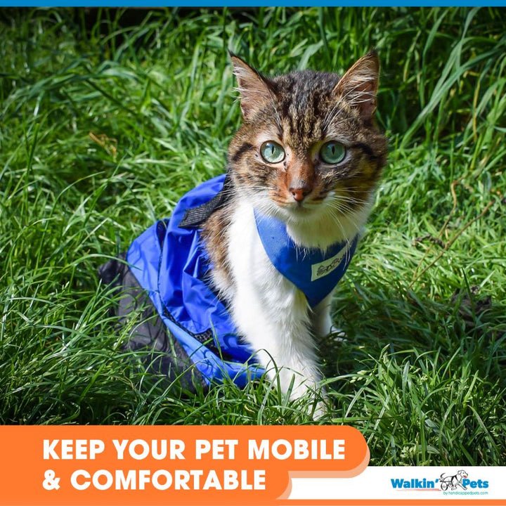 paralysed cat products