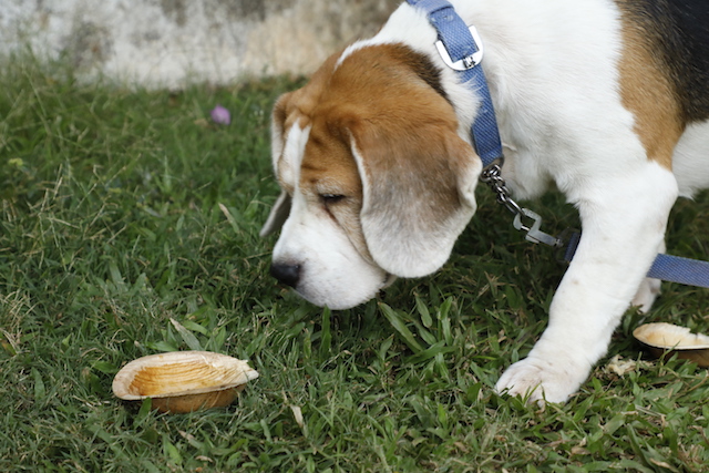 beagle dog in India