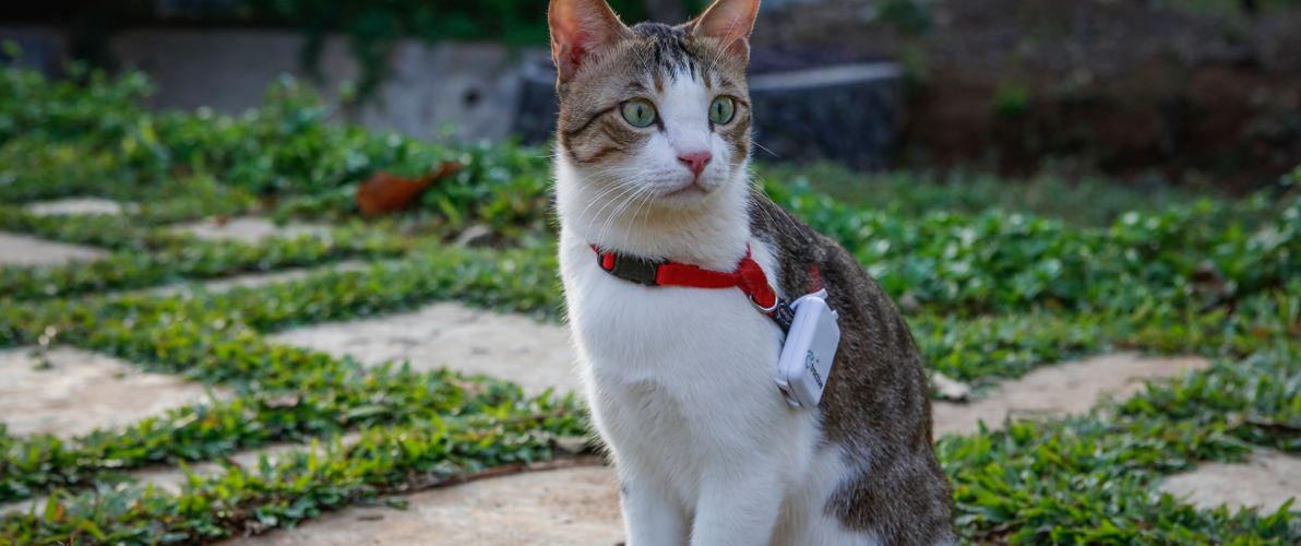 GPS tracking for cats in India