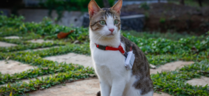 GPS tracking for cats in India