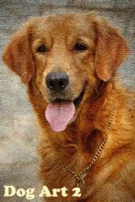 golden retriever dog in India