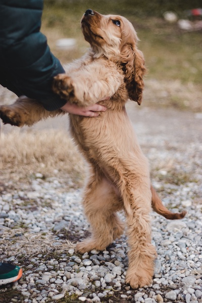 golden cocker spaniel puppy and person