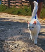 cat walking on leash< img>