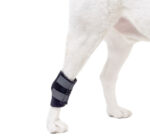 rehabilitation for injured dogs
