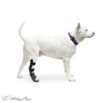 dog rear leg splint