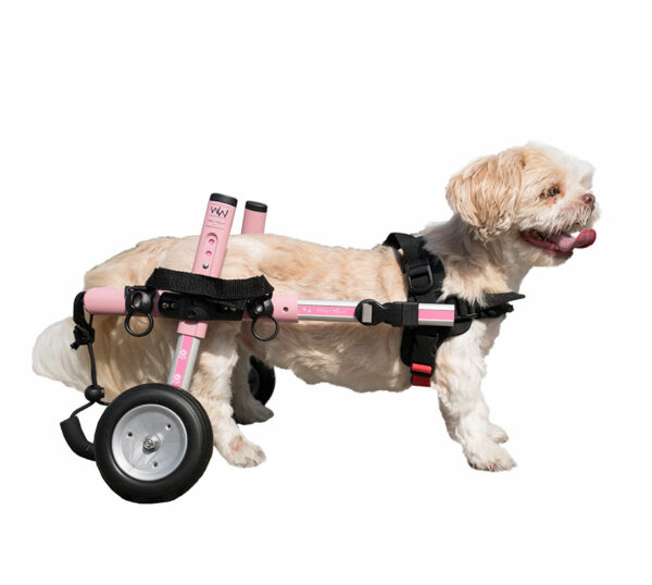 dachshund wheelchair