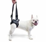 rear harness for male dogs