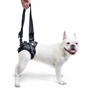 rear harness for male dogs