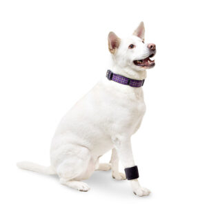 dog wrist carpal support